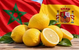 Les exportations marocaines de citrons vers l’Espagne atteignent un niveau record