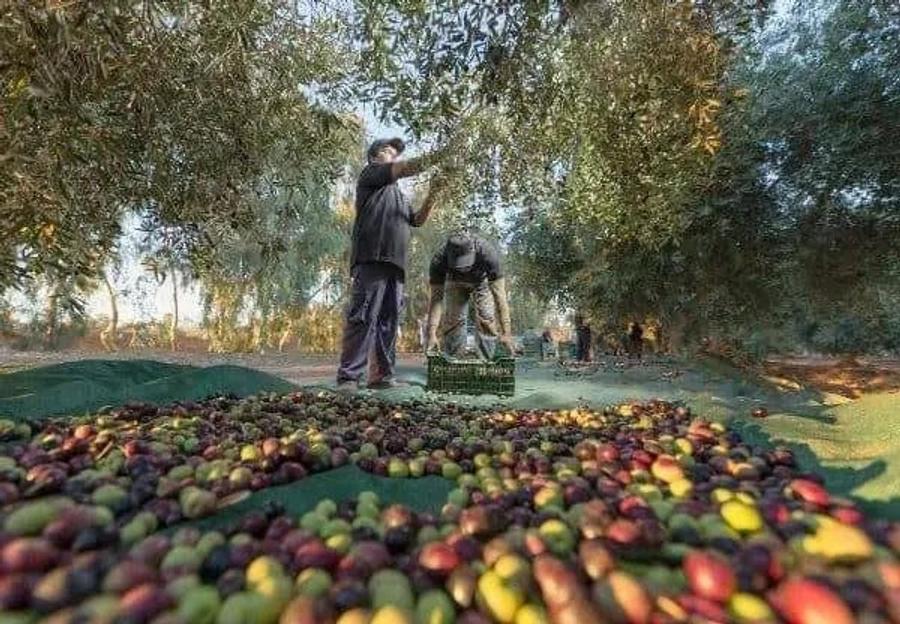 تدابير استباقية للحد من أضرار مخلفات عصر الزيتون