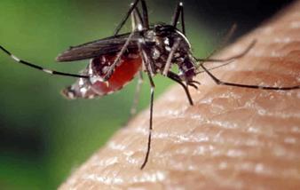 Flandre : deux morts après une infection par le virus du Nil occidental
