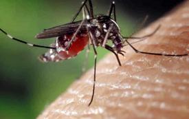 Flandre : deux morts après une infection par le virus du Nil occidental
