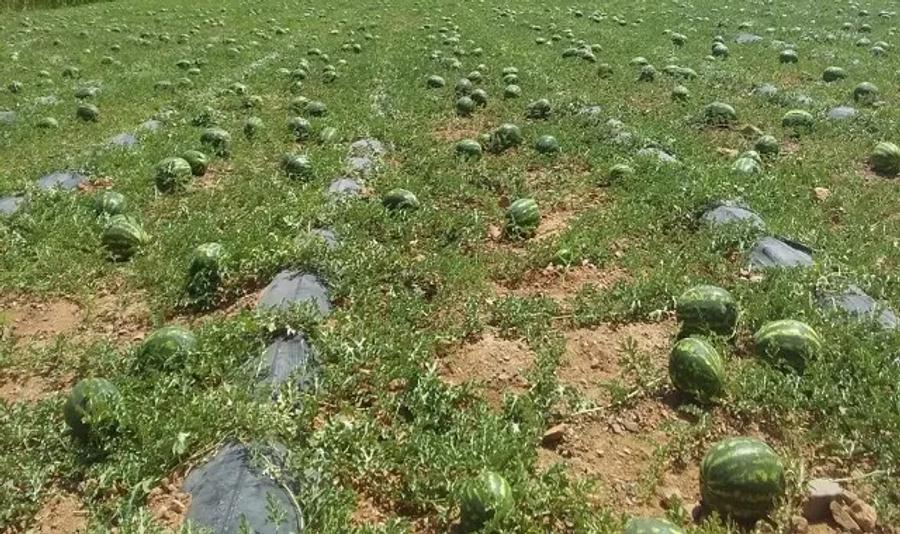 بعد طاطا.. زاكورة تدرس تشديد قيود زراعة الدلاح