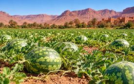 Sécheresse : Tata suspend les cultures saisonnières les plus gourmandes en eau
