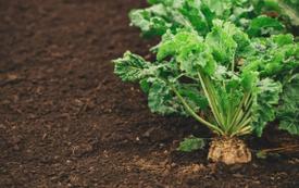 Cosumar prévoit 63.000 hectares de cultures sucrières pour la campagne agricole 2026-2027