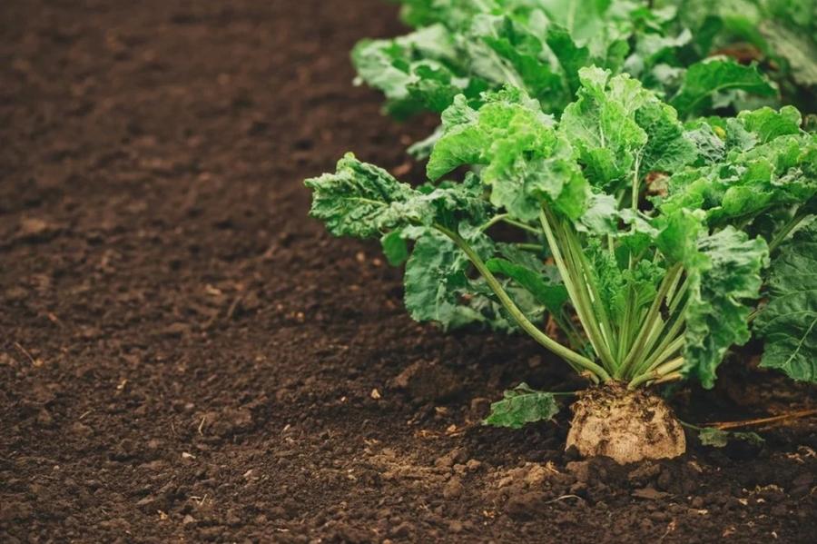 Cosumar prévoit 63.000 hectares de cultures sucrières pour la campagne agricole 2026-2027