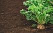 Cosumar prévoit 63.000 hectares de cultures sucrières pour la campagne agricole 2026-2027