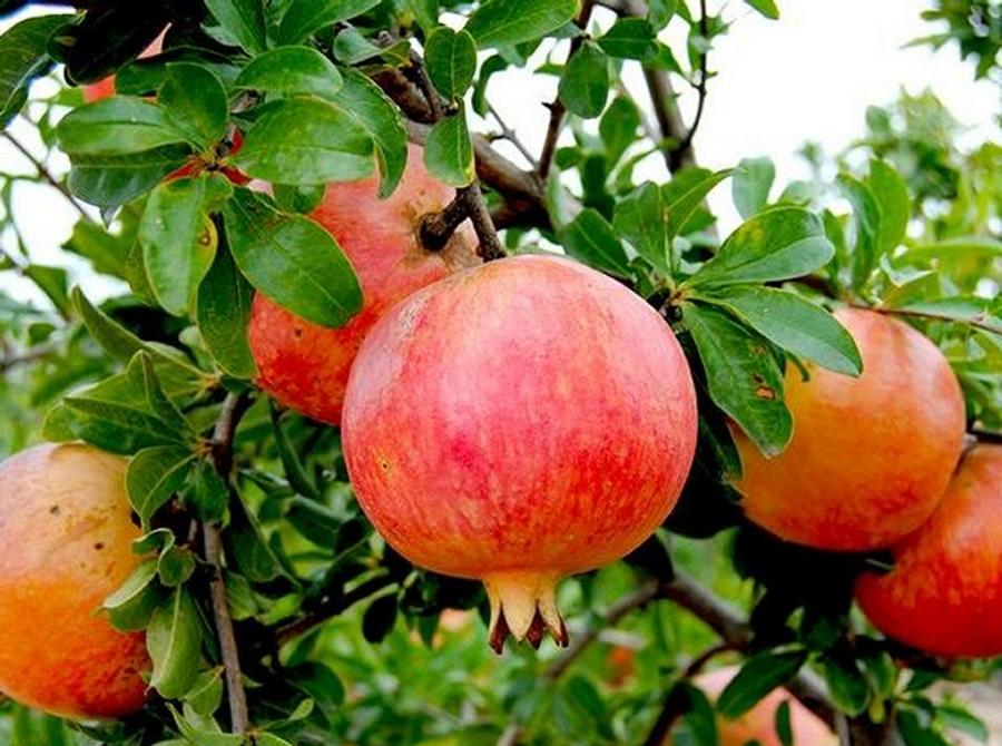Berkane : la récolte des grenades pourrait atteindre 23.000 tonnes cette saison