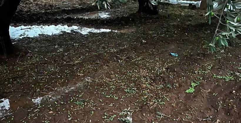 خسائر فادحة لمحاصيل الزيتون بقلعة السراغنة