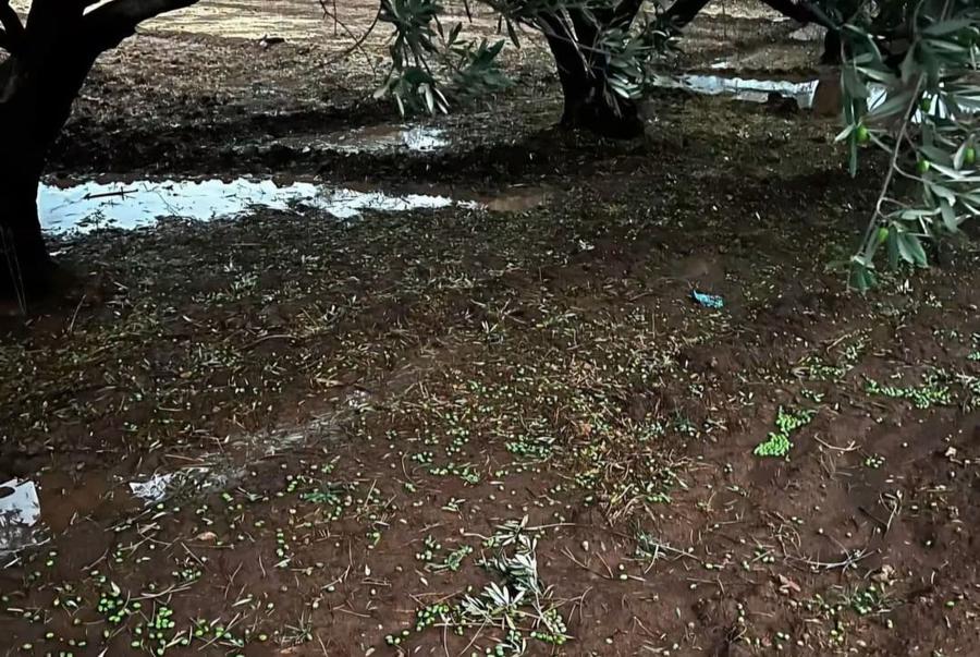 خسائر فادحة لمحاصيل الزيتون بقلعة السراغنة