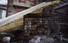 Vietnam : un réseau soupçonné d’avoir volé 2 700 chats pour alimenter des restaurants