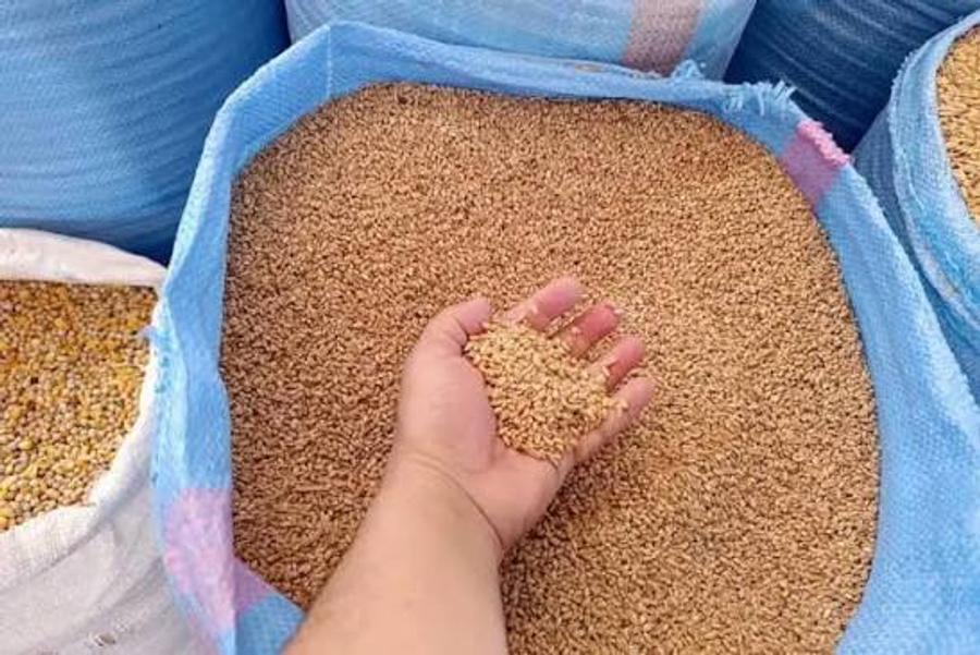 ارتفاع واردات القمح الروسي إلى المغرب