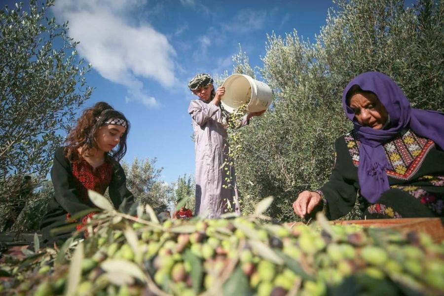 Jérusalem : le Maroc soutient 2.250 agriculteurs palestiniens avec la campagne Aouna 2026