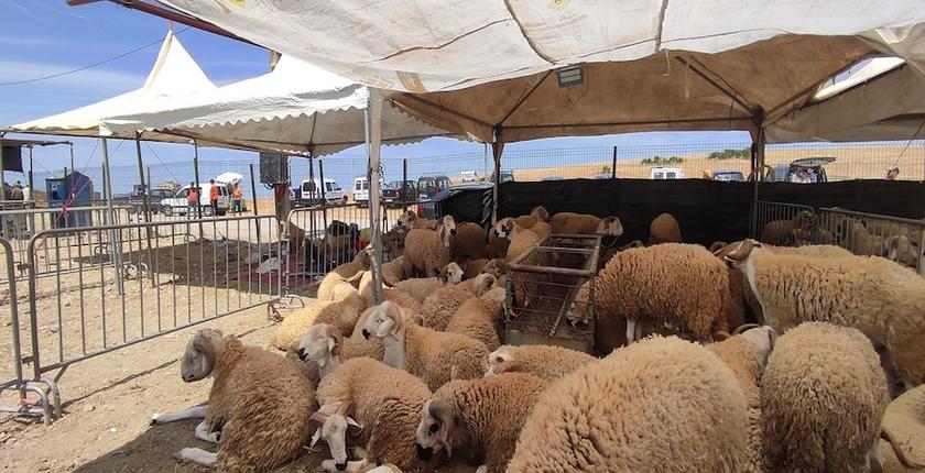 استنفار مبكر لمواجهة توظيف “أضحية العيد” انتخابيا