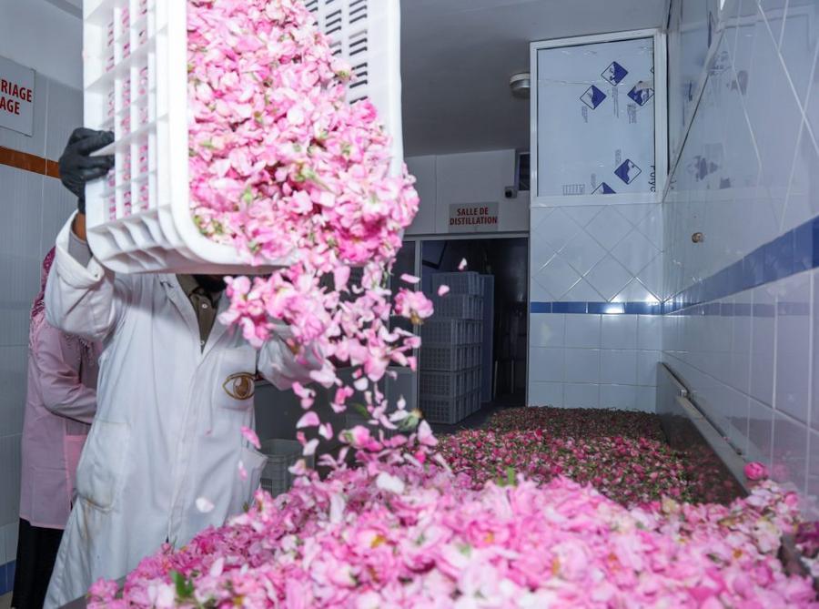 Kelaat M’Gouna 2026 : entre carnaval et innovation, le Salon de la rose s'ouvre au monde