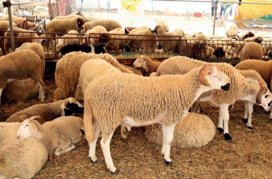 L’offre nationale de moutons pour l’Aïd Al-Adha dépasse largement la demande