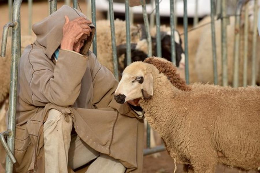 الحكومة  تعلن عن إجراءات استثنائية لضبط ارتفاع أسعار أضاحي العيد