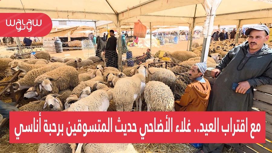 مع اقتراب العيد.. غلاء الأضاحي حديث المتسوقين برحبة أناسي