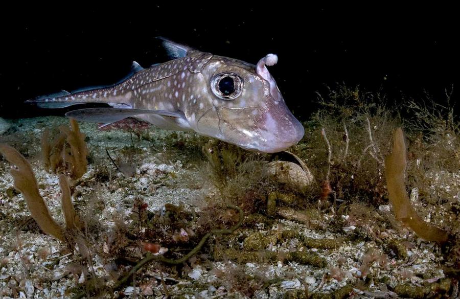 Ocean Census registra 1.121 nuevas especies marinas en un año