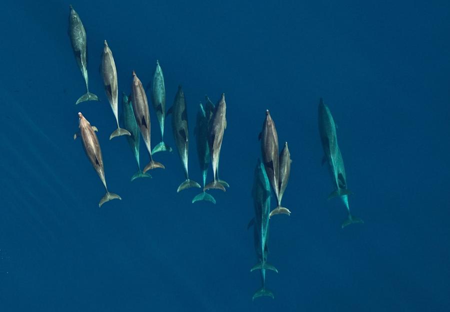 Scientists track dolphin health using DNA in seawater