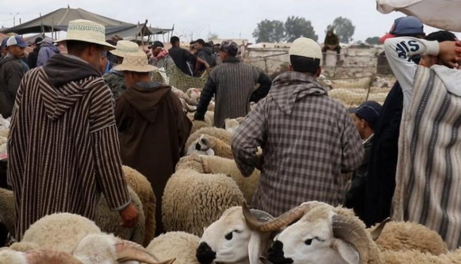 توقيف خمسة “شناقة” بفاس وثلاثة آخرين في سوق سيدي سليمان