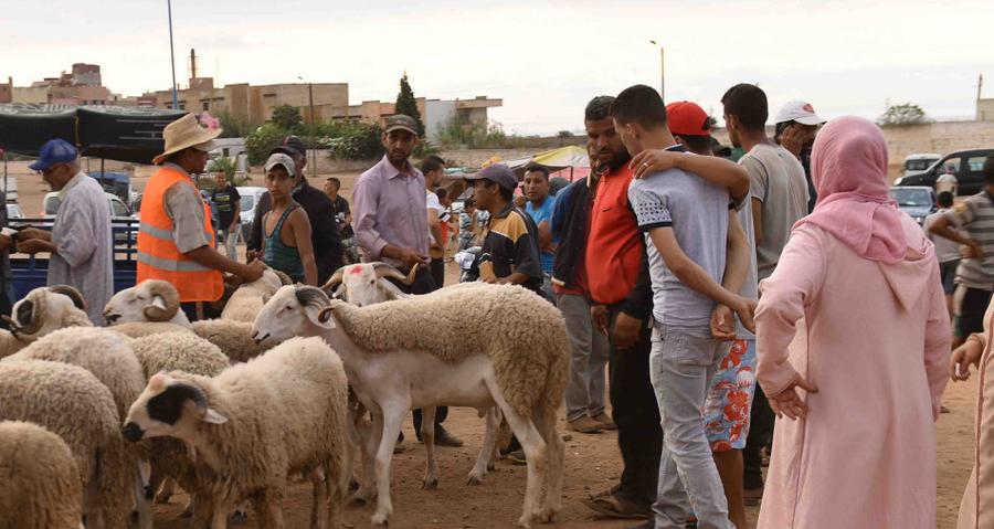 أضحية العيد بين القيم الإيمانية وضغوط المجتمع 