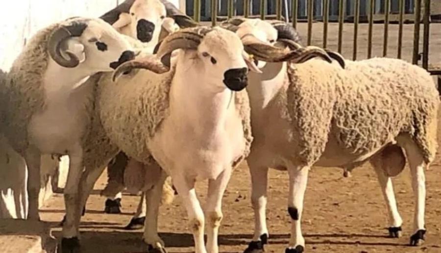 حماة المستهلك يحذرون المغاربة عبر "ولو" قبل اقتناء أضحية العيد