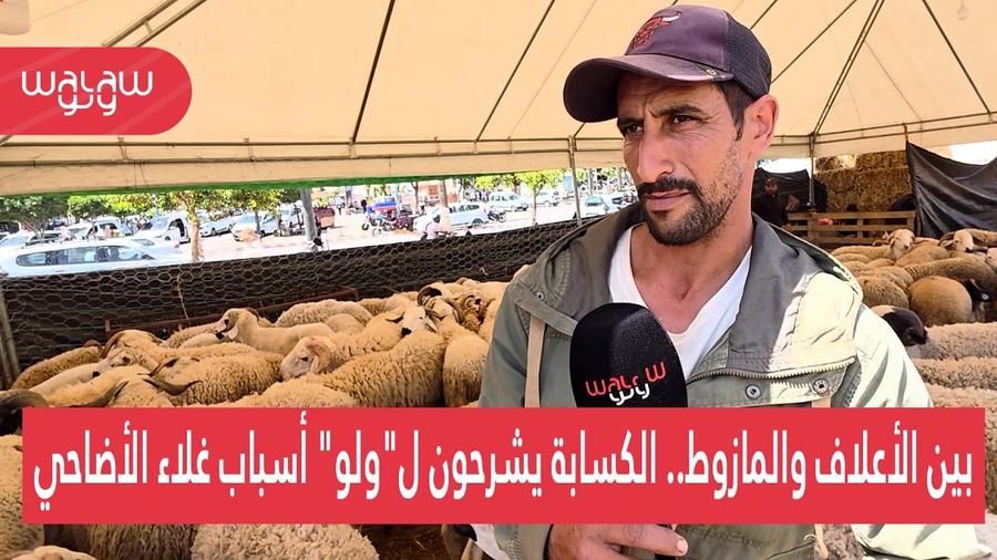 بين الأعلاف والمازوط.. الكسابة يشرحون لـ"ولو" أسباب غلاء الأضاحي
