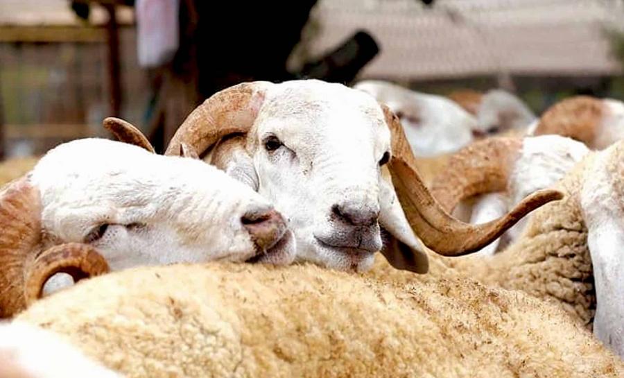 Aïd al-Adha à Fès : des prix record qui excluent une partie des ménages