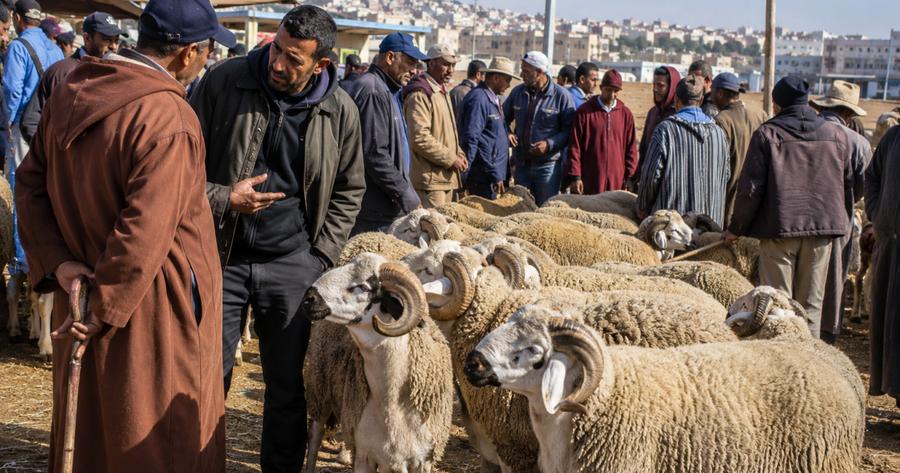 دعوة برلمانية للحد من تغول الشناقة بأسواق الأضاحي