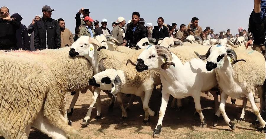 جهة الشرق ترفع جاهزيتها لتأمين أسواق الأضاحي