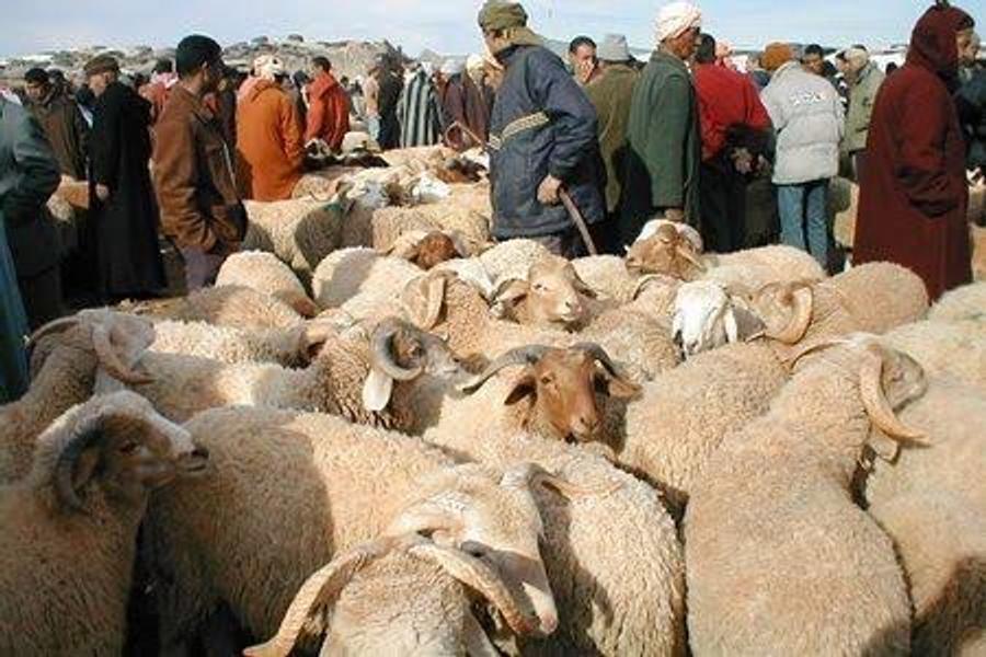 "الكسابة" يطالبون "برحابي" مجانية لخفض سعر الحولي