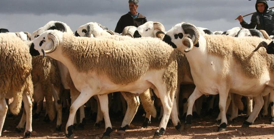 Oujda-Angad : une offre abondante de bétail pour l’Aïd Al-Adha