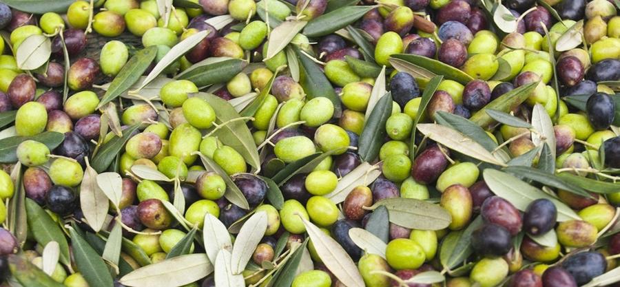 Pays-Bas : un lot d’olives marocaines retiré du marché après un dépassement du taux de plomb