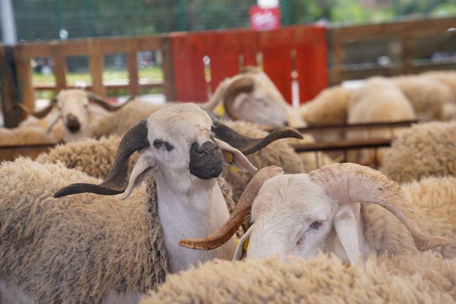 مطالب برلمانية بالتحقيق في انتشار المواشي غير المرقمة