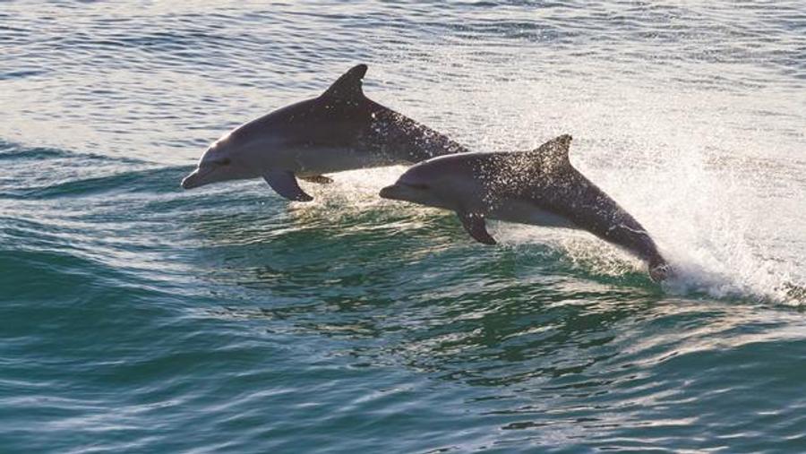 Solomon Islands reinstates ban on dolphin exports amid environmental concerns