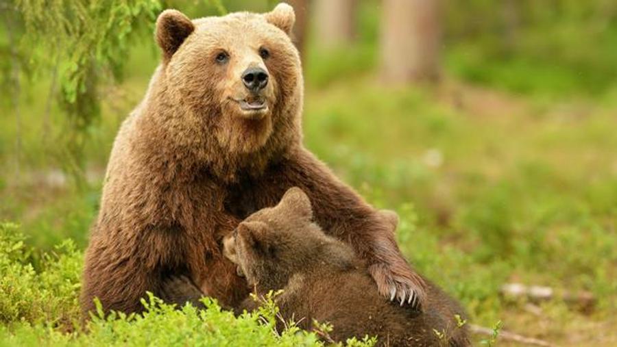 Bear attack near Sofia leaves one man dead in popular hiking area