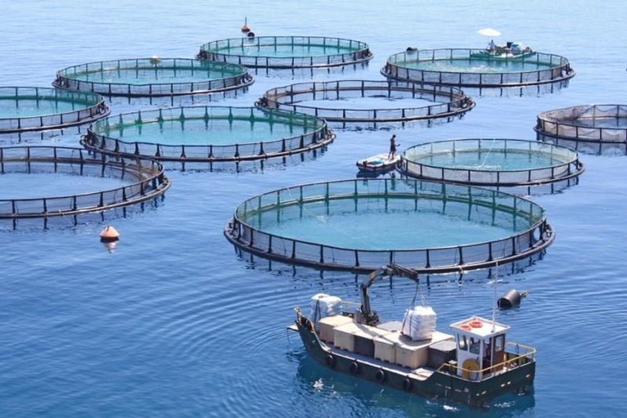 Aquaculture : six nouveaux projets validés sur le littoral marocain