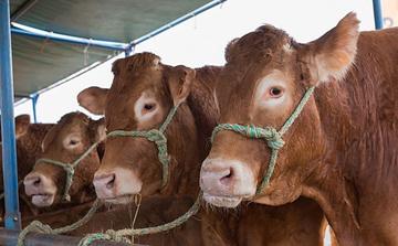 Le Maroc renforce ses importations de viande bovine espagnole