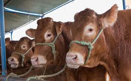 Le Maroc renforce ses importations de viande bovine espagnole