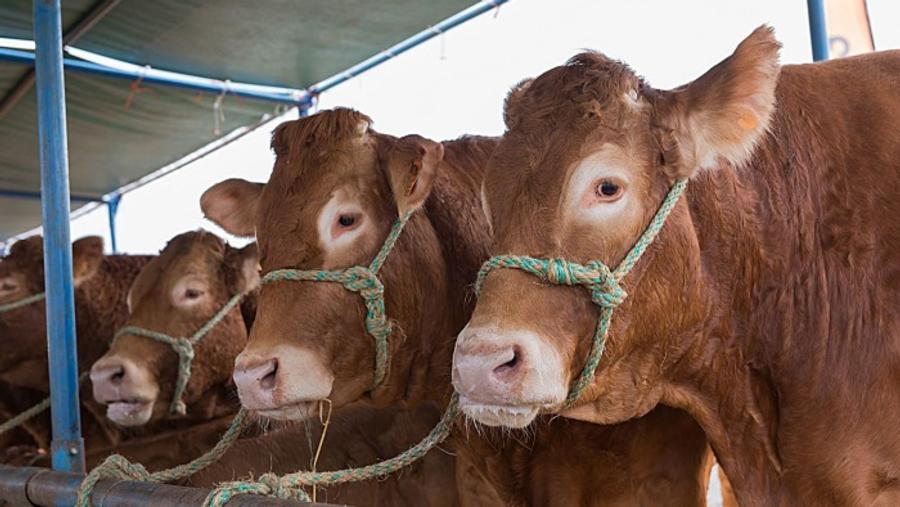 Le Maroc renforce ses importations de viande bovine espagnole
