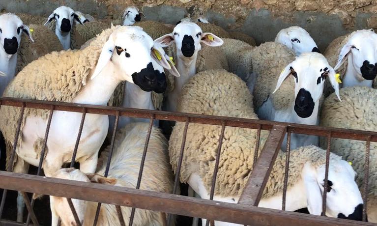 حكم التضحية بالأنثى من الغنم