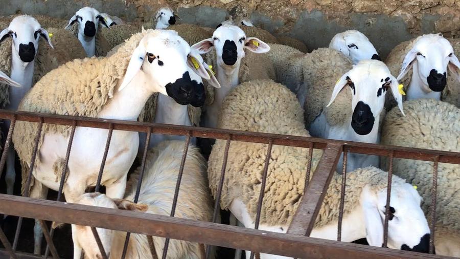 حكم التضحية بالأنثى من الغنم