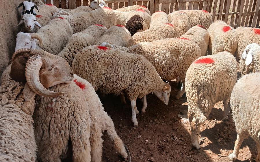 مجلس المنافسة يوافق على إجراءات تنظيم أسواق الأضاحي