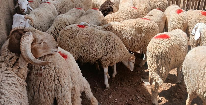 مجلس المنافسة يوافق على إجراءات تنظيم أسواق الأضاحي