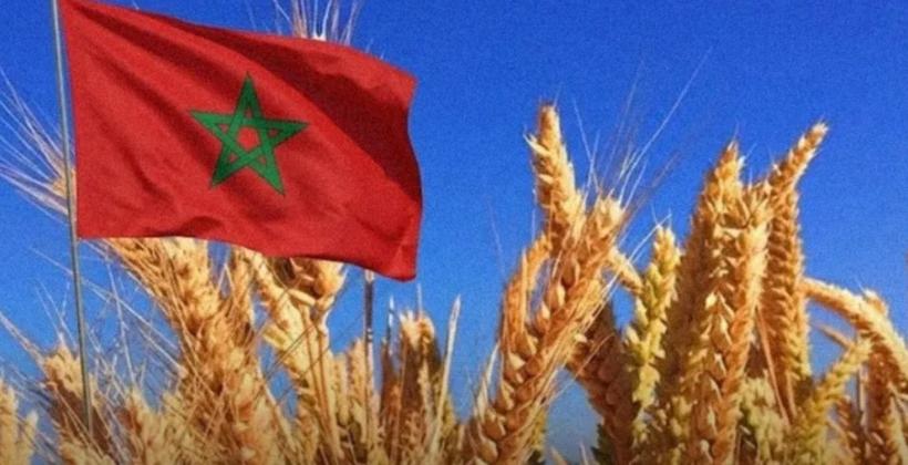 La pérdida de variedades locales de trigo y cebada en Marruecos avanza con rapidez