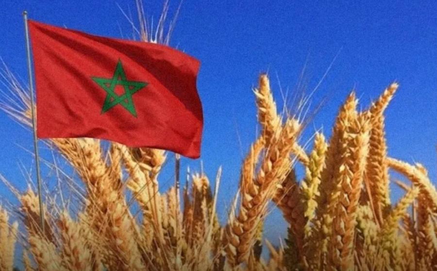 Morocco loses native wheat and barley varieties amid biodiversity decline