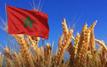 Morocco loses native wheat and barley varieties amid biodiversity decline