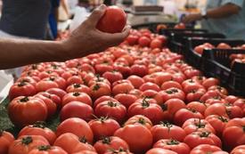 Morocco tomato exports extend lead over Spain globally