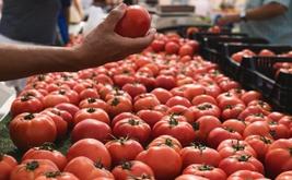 El auge de las exportaciones de tomate de Marruecos supera a España