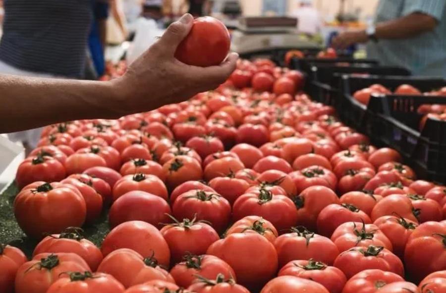 Morocco tomato exports extend lead over Spain globally