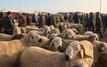 Aïd Al-Adha 1447 : Le ministère de l’Intérieur mobilise les autorités pour encadrer les marchés de bétail